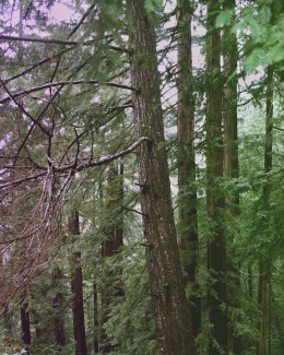 A Walk in the Woods 3 - RYAN KOENIG
